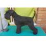 Schnauzer con Pedigree