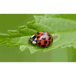 La Coccinella Impresa di Pulizia