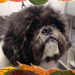Toelettatura Beauty Dog