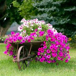 Fiori e Piante Beleggia