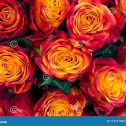 Fiorista Rosa Antico