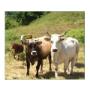 Carne Bovina;