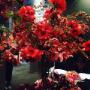 Fiori per Lauree