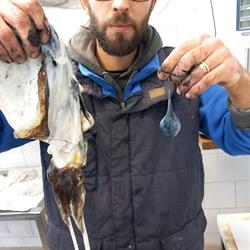 La Pescheria di Lineri