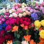 Fiori Colorati