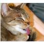 Accessori per Animali