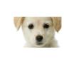 Accessori per Cani
