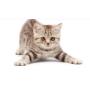 Accessori per Gatti