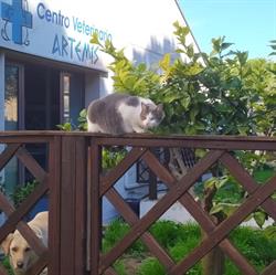 Centro Veterinario Artemis