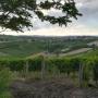 Caricato da visitatore il 21/08/2017 - Vineyards