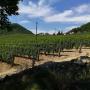 Caricato da visitatore il 21/08/2017 - Vineyards