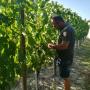 Caricato da visitatore il 21/08/2017 - Visite nei vigneti