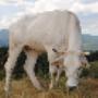 Mucca Il Poggiolo