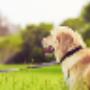 Cremazione Animali da Compagnia