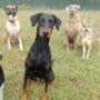 Torinodoggie A.S.D.