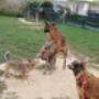 Torinodoggie A.S.D.