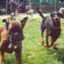 Torinodoggie A.S.D.