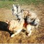 Torinodoggie A.S.D.
