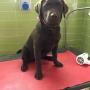 Sponge Dog Toelettatura