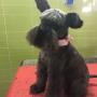 Sponge Dog Toelettatura
