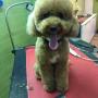 Sponge Dog Toelettatura