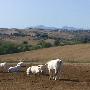 Prezzi Contenuti