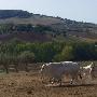 Vitelli