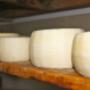 Formaggio di Pecora