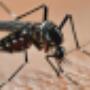 Disinfestazione da Zanzare Tigre