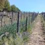 Vigneti Azienda Agricola Vitivinicola Chiara Morra