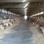 Allevamento Bovini