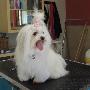 Toeletta Cani