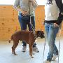 Addestramento Animali