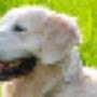 Cane