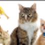 Animali Domestici
