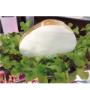 Mozzarella