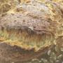 Pane