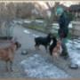 Pensione per Cani Casa Orlando