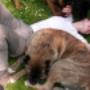 Pensione per Animali Domestici Casa Orlando