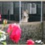 Box Riscaldati per Cani Casa Orlando