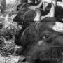 Azienda Agricola