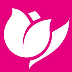 Il Tulipano
