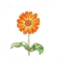 Erboristeria La Calendula Via Po 48