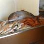 Pesce Fresco