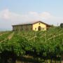 Azienda Agricola Il Pignetto