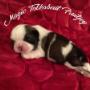 Caricato da visitatore il 20/10/2017 - Cucciolo shihtzu bianco oro