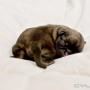Caricato da visitatore il 14/10/2017 - Cucciolo shihtzu monocolore