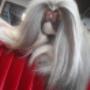 Caricato da visitatore il 14/10/2017 - Shih-tzu in esposizione
