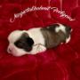 Caricato da visitatore il 20/10/2017 - allevamento Shih-Tzu