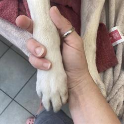 Beautiful Dog
